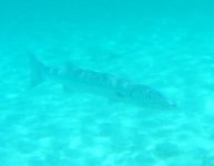 barracuda.jpg