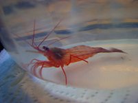 peppermint shrimp dec 03.jpg