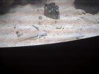 reef'chalky' 11.05.03.jpg