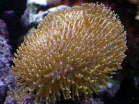 toadstool leather.jpg
