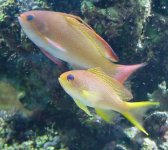 anthias-pair-9-02.jpg