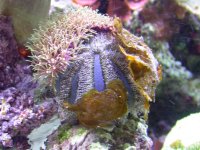 urchin.jpg
