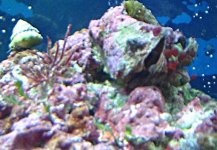 clam.jpg