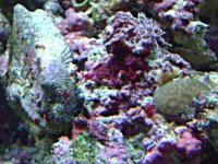 clam2.jpg