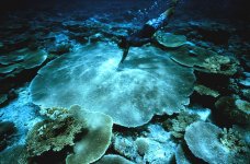 reef shot #2.jpg