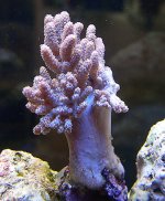 pacific finger leather jan 04.jpg