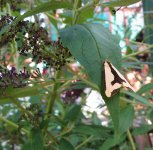 cross moth.jpg
