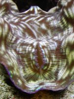 clam.1.jpg