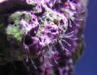 hydra-jan1-03-crop.jpg