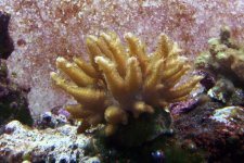 acropora gemmifera yellow.jpg