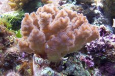pocillipora damicornis.jpg