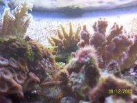 sm. close up 2.jpg
