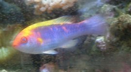 wrasse.jpg