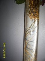 long aquatic roots.jpg