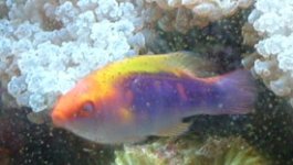 wrasse2.jpg