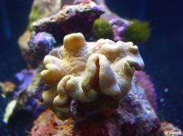 yellow leather jan 04.jpg