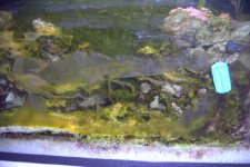 tank algae1.jpg