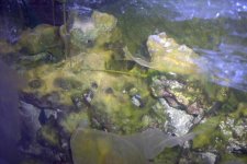 rock slime algae.jpg