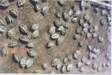 clam 1.jpg