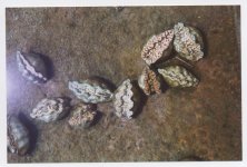 clam 1 001.jpg