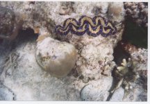 clam 2.jpg