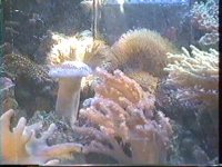 rockanemone1.jpg