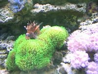 lionpolyp.jpg