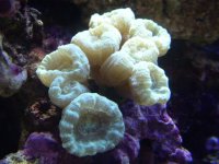 candy%20cane[1].jpg