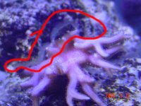 algae2.jpg