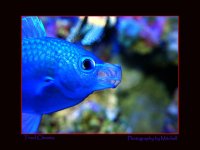 chromis420.jpg