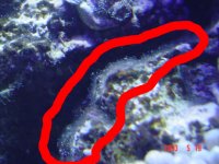 algae1.jpg