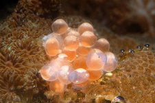 040111 d6344 mystery eggs 640x.jpg