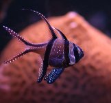 040110 d6300m banggai 640x.jpg