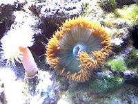 floweranemone.jpg