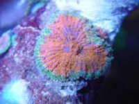 solomanricordia5.jpg