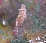 shrimp2.jpg