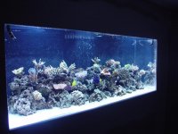 350  sps (custom).jpg