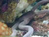 ophioderma_susan.jpg