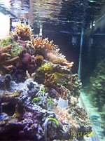 left side of the left of tank.jpg
