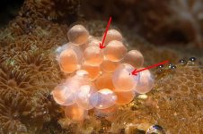 040111 d6344 mystery eggs 640x.jpg