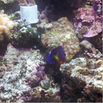 centropyge bispinosus-coral beauty.jpg