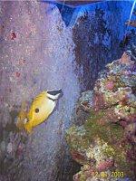 lo vulpinus-rabbit fish.jpg