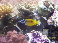 rabbitfish pic #2.jpg
