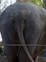 elephant butt.jpg
