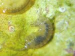 faq_amphipod.jpg