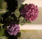 rose hydrangea bi color.jpg