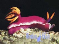 nudibranch_pink.jpg