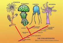 cladogramcoelenterates.jpg