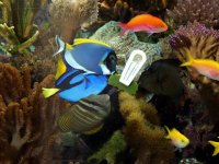 500 gallon reef - tangs at feeding clip.jpg