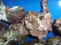 coral_0130 new.jpg